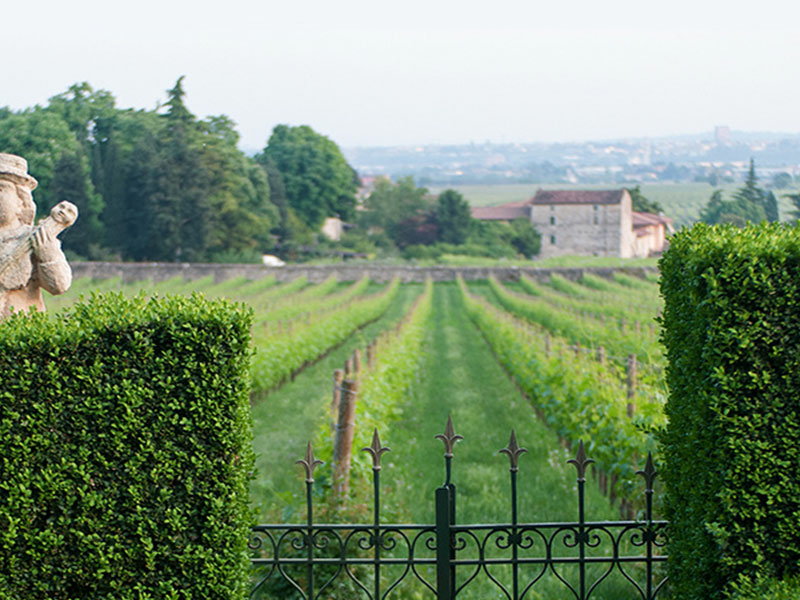 https://www.fdwijnwinkel.nl/media/cache/16x9_thumb/media/image/brand-banner/Seregho_Alighieri_Estate_Banner_groot_2.jpg